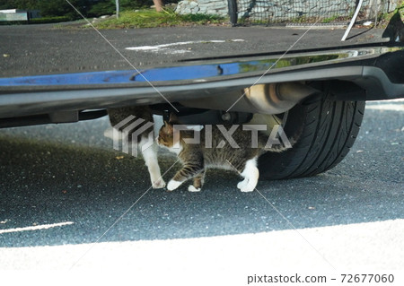 Kitten brothers of Kijitora Shirano Ryoneko checking for the underside of the car after the vehicle inspection Kitten brothers of Kijitora Shirano Ryoneko checking for the underside of the car after the vehicle inspection 72677060