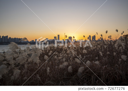 Reed, Ttukseom Park, Seoul Reed, Ttukseom Park, Seoul 72677276