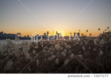 Reed, Ttukseom Park, Seoul 72677277