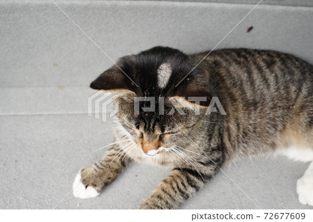 The only young stray cat Kijitora male I can meet now with four brothers has dermatitis but plays with cats 72677609