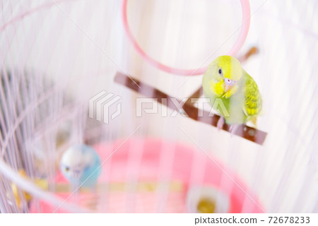 [Pet] Budgerigar in a basket 72678233