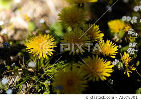 Dandelion Dandelion 72678301