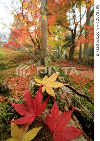 Ryuonji Temple Autumn Leaves Ryuonji Temple Autumn Leaves 72678588