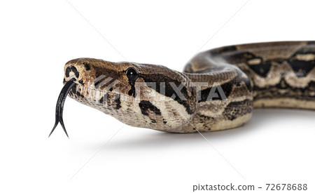 Adult Boa Constrictor snake on white 72678688