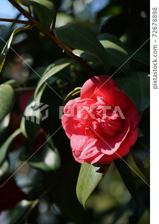 Red ginkgo 72678898