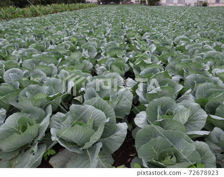 Cabbage field 72678923