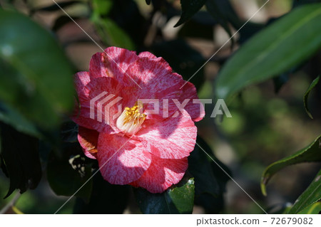 淺紅色山茶花 72679082