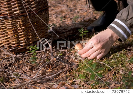 Woman is picking up mushroom in wicker basket in forest, closeup view. 72679742