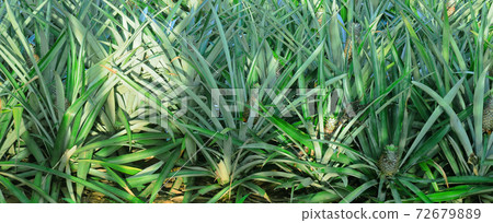 Pineapple growing plantation. Wide photo. 72679889