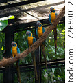 Blue and Yellow Macaws standing on a piece of rope in a bird park exhibition 72680012