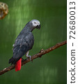 Congo African grey parrot in an exhibit in a bird park 72680013
