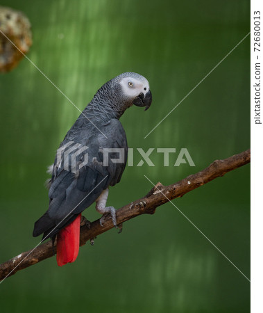 Congo African grey parrot in an exhibit in a bird park 72680013