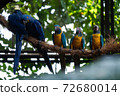Blue and Yellow Macaws and Hyacinth Macaws standing on a piece of rope in a bird park exhibition 72680014
