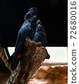 A pair of Red-tailed Black Cockatoo in a park exhibit 72680016