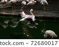 Lesser Flamingoes in a bird park exhibition 72680017