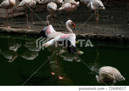 Lesser Flamingoes in a bird park exhibition Lesser Flamingoes in a bird park exhibition 72680017