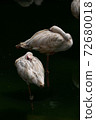Lesser Flamingoes in a bird park exhibition 72680018