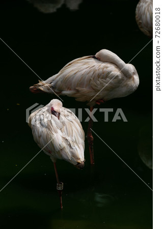 Lesser Flamingoes in a bird park exhibition 72680018