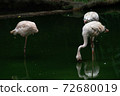 Lesser Flamingoes in a bird park exhibition 72680019
