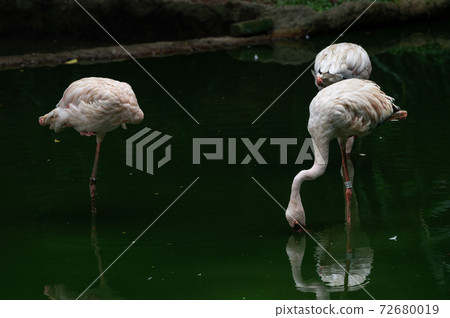 Lesser Flamingoes in a bird park exhibition Lesser Flamingoes in a bird park exhibition 72680019