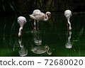 Lesser Flamingoes in a bird park exhibition 72680020