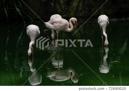 Lesser Flamingoes in a bird park exhibition Lesser Flamingoes in a bird park exhibition 72680020