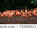 Flock of American Flamingoes in a bird park 72680021