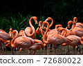 Flock of American Flamingoes in a bird park 72680022