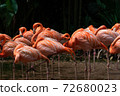 Flock of American Flamingoes in a bird park 72680023