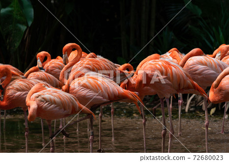 Flock of American Flamingoes in a bird park Flock of American Flamingoes in a bird park 72680023