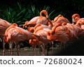 Flock of American Flamingoes in a bird park 72680024