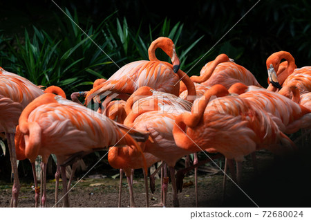Flock of American Flamingoes in a bird park Flock of American Flamingoes in a bird park 72680024