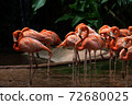 Flock of American Flamingoes in a bird park 72680025