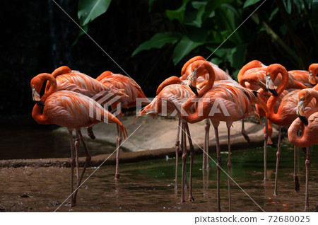 Flock of American Flamingoes in a bird park Flock of American Flamingoes in a bird park 72680025