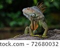 Close-up on an Iguana Lizard in a Park 72680032