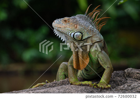 Close-up on an Iguana Lizard in a Park Close-up on an Iguana Lizard in a Park 72680032