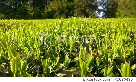 A close-up view of tea leaves in a famous production area of Gyokuro tea in Shizuoka prefecture. 72680489