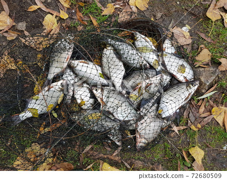 Catching silver bream. Good fishing. Catch after fishing. Catching silver bream. Good fishing. Catch after fishing. 72680509
