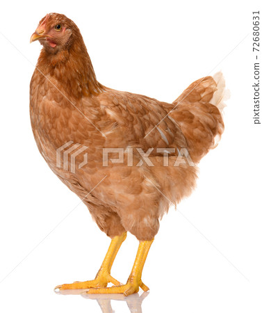 one brown chicken isolated on white background, studio shoot one brown chicken isolated on white background, studio shoot 72680631