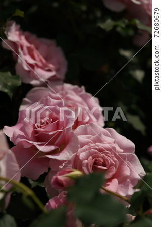 Rose pink French lace in full bloom Rose pink French lace in full bloom 72680679