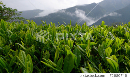 The Kawane area of Shizuoka prefecture is famous for producing delicious Japanese tea. The scenery where the mountain fog can be seen in the mountains is beautiful. 72680746