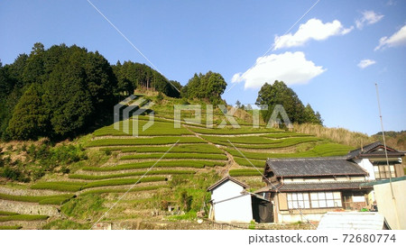 A tea plantation landscape in the Asahina area, a famous production area for gyokuro tea in Shizuoka prefecture. A tea plantation landscape in the Asahina area, a famous production area for gyokuro tea in Shizuoka prefecture. 72680774