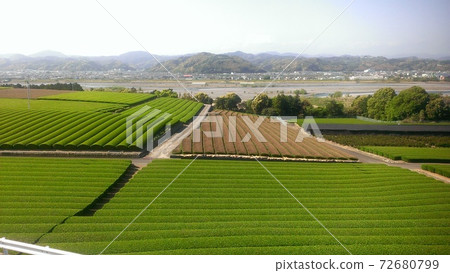 A tea plantation landscape on the Makinohara Plateau in Shizuoka Prefecture, one of Japan's three major producers of Japanese tea. 72680799