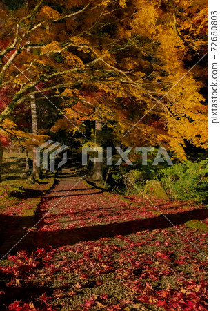 Ryuonji Temple Autumn Leaves Night View 72680803