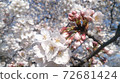 櫻花花瓣特寫鏡頭在盛開的。 72681424