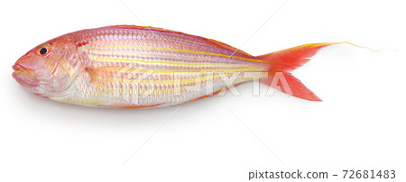 馬鮫魚 馬鮫魚 72681483