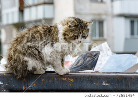 stray cats search for food in a dumpster 72681484