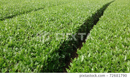 靜岡縣的川根地區以生產美味的日本茶而聞名。佈置精美的茶園風光。 72681790