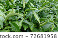 茶葉的特寫鏡頭在茶園濕與雨。 72681958