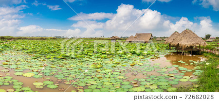 Lotus farm in Cambodia Lotus farm in Cambodia 72682028